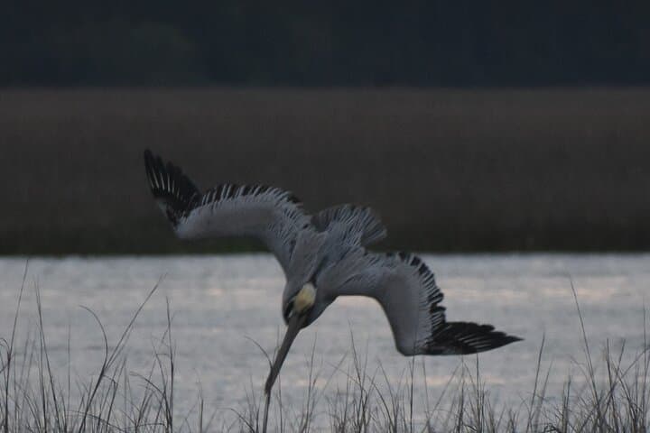 Sunset Dolphin Cruise on Folly River — Morris Island Lighthouse & Salt Marsh Wildlife photo 4