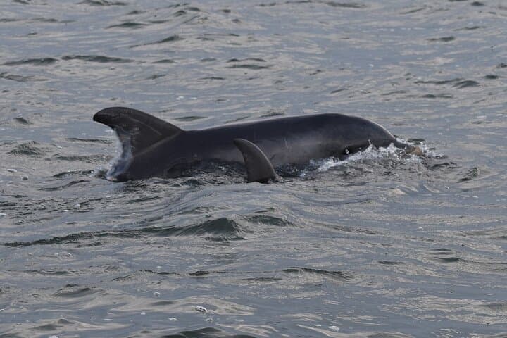 Sunset Dolphin Cruise on Folly River — Morris Island Lighthouse & Salt Marsh Wildlife photo 3