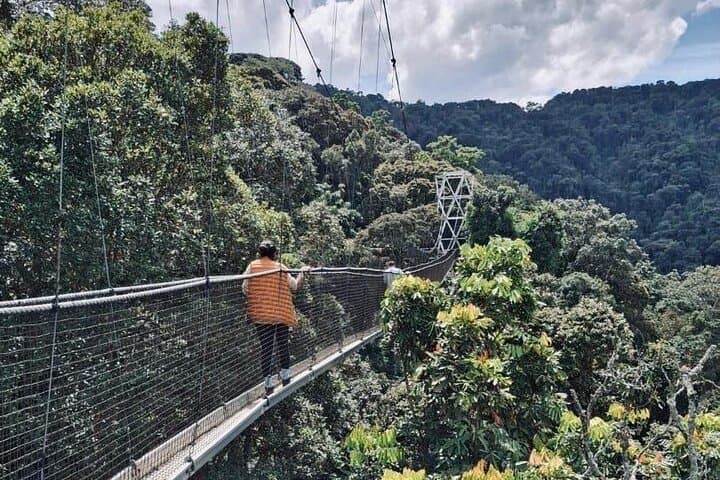 Kigali to Nyungwe Private Day Tour: Chimp Trek, Canopy Walk & Rainforest Hikes