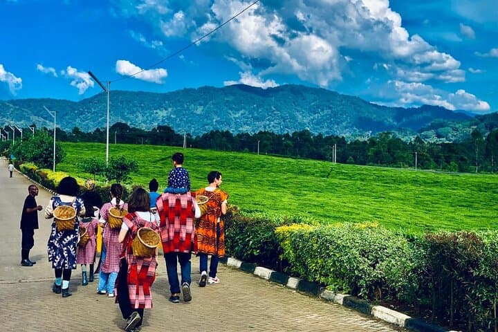 Kigali to Nyungwe Private Day Tour: Chimp Trek, Canopy Walk & Rainforest Hikes photo 3