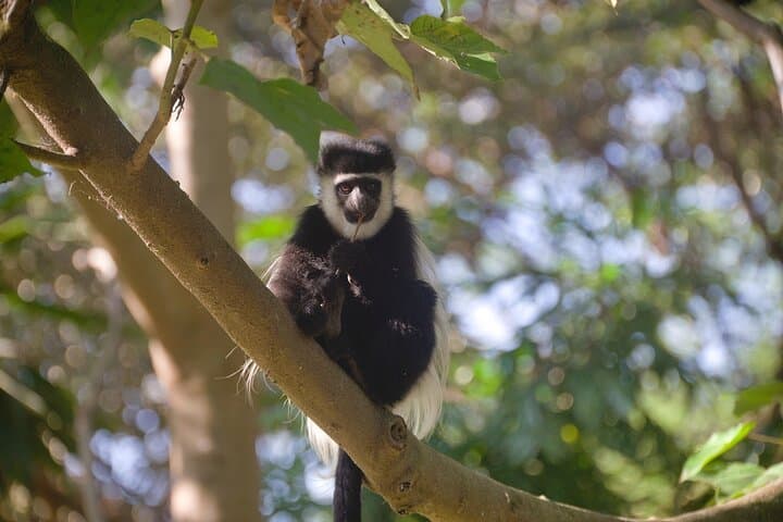 Kigali to Nyungwe Private Day Tour: Chimp Trek, Canopy Walk & Rainforest Hikes photo 4