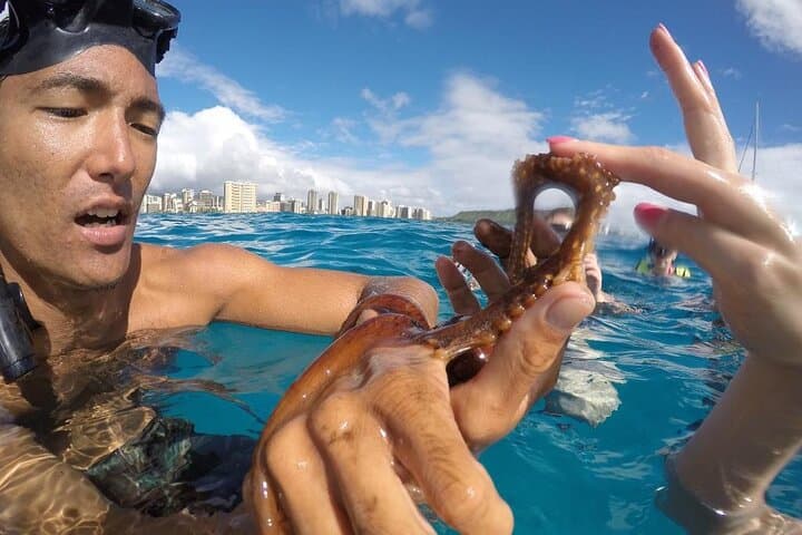 Mauna Kea Sealife Snorkel Adventure: 2-Hour RHIB Tour from Kawaihae Harbor photo 5