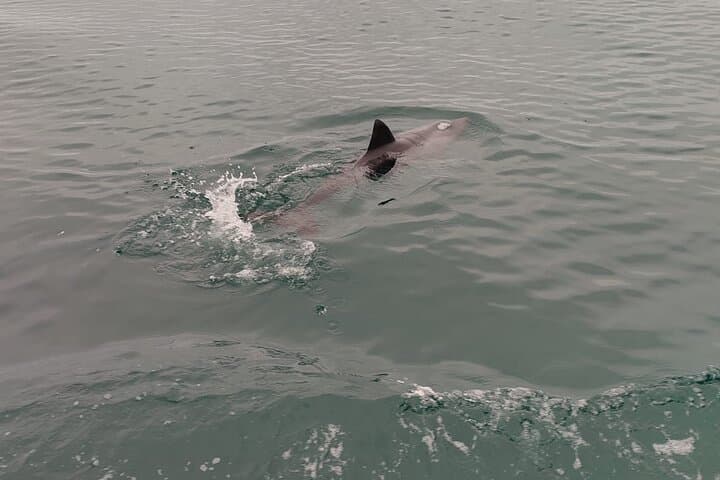 Cape Town Ocean Safari: 1-Hour Marine Wildlife Cruise from V&A Waterfront photo 2