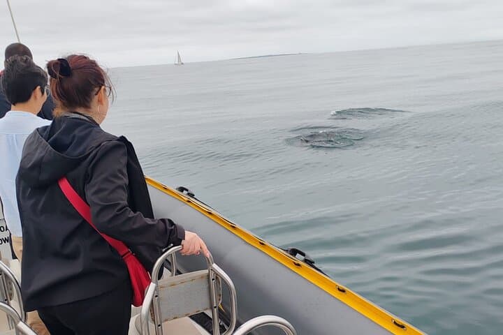 Cape Town Ocean Safari: 1-Hour Marine Wildlife Cruise from V&A Waterfront photo 3