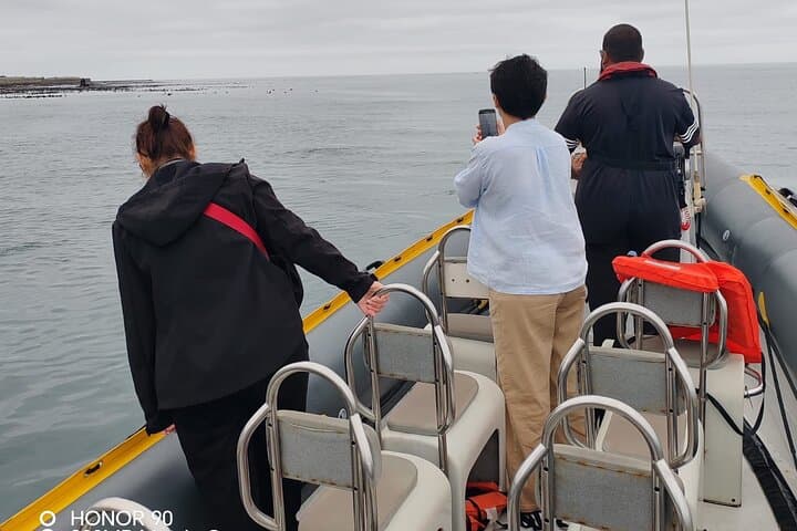 Cape Town Ocean Safari: 1-Hour Marine Wildlife Cruise from V&A Waterfront photo 4