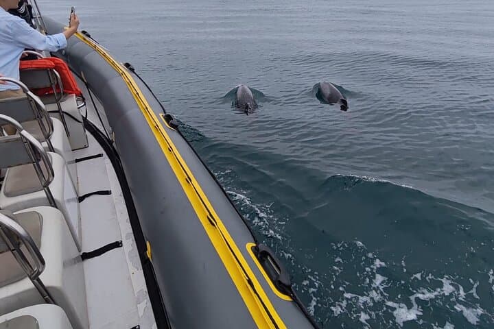 Cape Town Ocean Safari: 1-Hour Marine Wildlife Cruise from V&A Waterfront photo 5