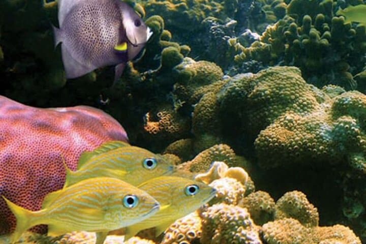 Mauna Kea Sealife Snorkel Adventure: 2-Hour RHIB Tour from Kawaihae Harbor photo 6