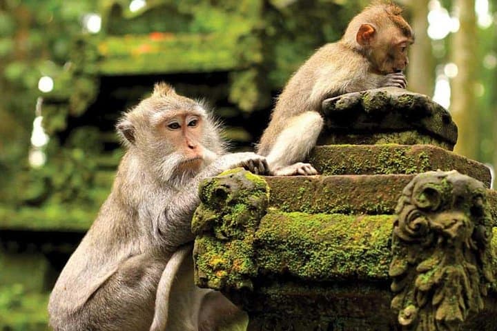 Ultimate Ubud Private Nature Tour: Rice Terraces, Waterfalls & Sacred Springs photo 2