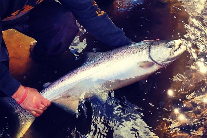Kasilof River King Salmon Full-Day Fishing Charter — Kenai Peninsula Guide photo 5