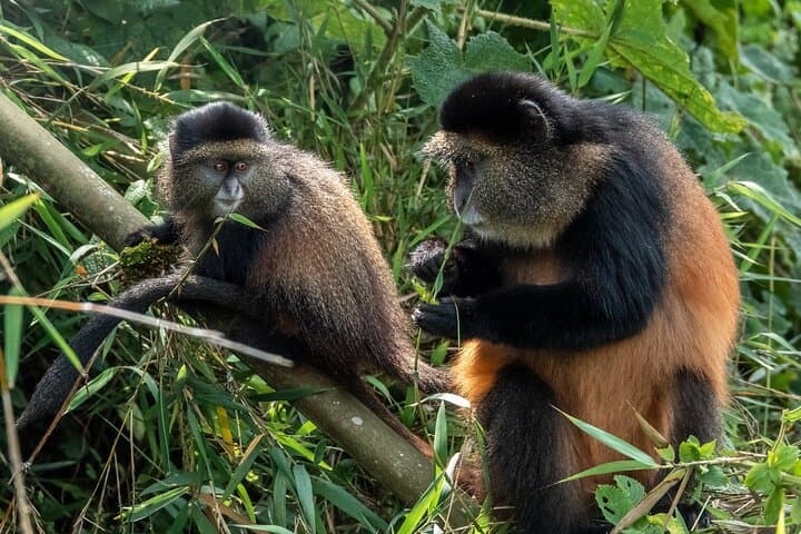 7-Day Rwanda Primate Safari: Gorillas, Chimpanzees & Akagera Game Drives