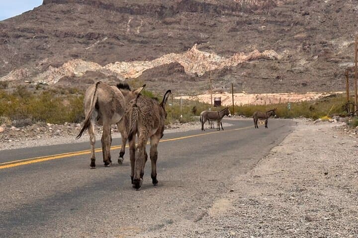 Route 66 & Nelson Ghost Town Day Tour from Las Vegas — Oatman, Kingman Highlights photo 6