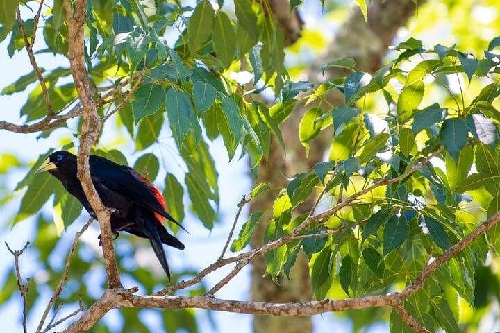 Iguaçu Falls & Parque das Aves: Brazilian Falls Walk and Bird Park Tour photo 3
