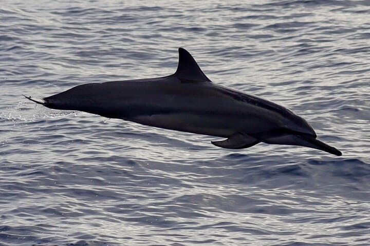 Private Whale Outing on the Tahiti Peninsula: Humpback Encounters & Teahupo'o Coast photo 6