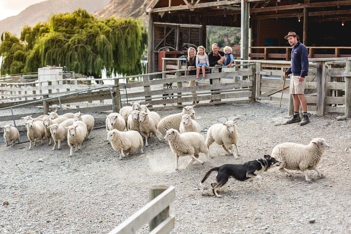Queenstown Lake Cruise and Walter Peak Farm Adventure photo 6