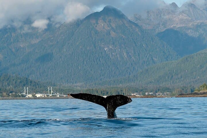 Sitka Eco-Friendly Catch-and-Release Private Fishing Charter photo 4