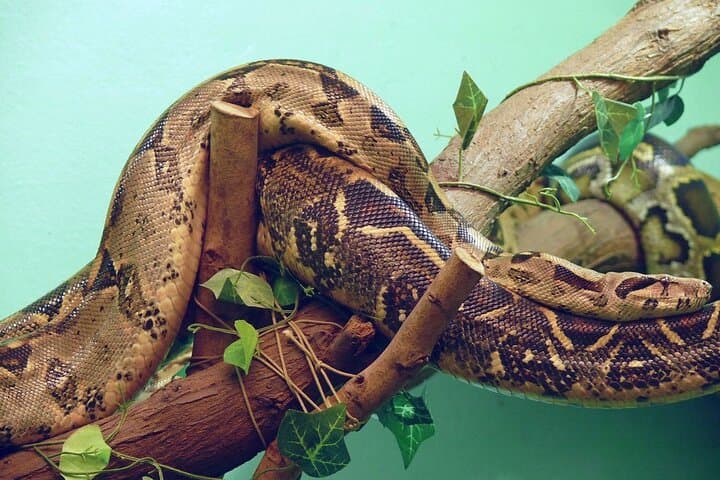 Inside Nairobi National Museum and Snake Park: A Half-Day Guided Tour photo 3