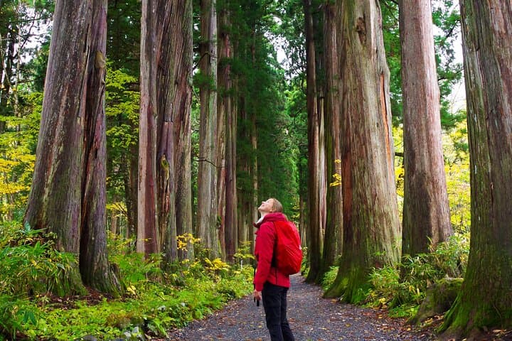Togakushi Shrine Walk: Cedars, Soba, and Mountain Shrines Near Nagano