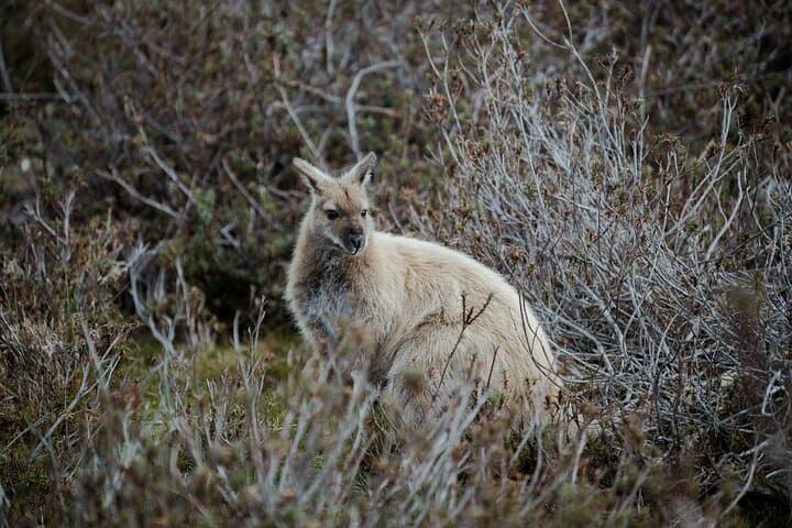 2-Day Cradle Mountain and Wineglass Bay: Tasmania’s Twin Icons in a Weekend photo 4