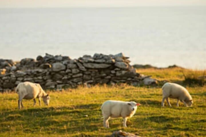Ring of Kerry & Skellig Ring Guided Day Tour from Killarney — Scenic Wild Atlantic Loop photo 4