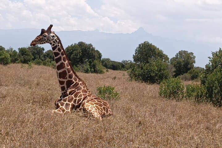 Luxury Sundowner and Wildlife Expeditions in Masai Mara Reserve