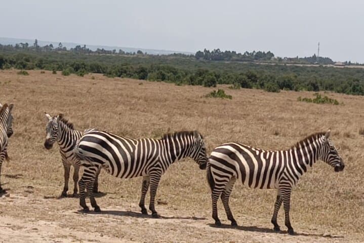 Luxury Sundowner and Wildlife Expeditions in Masai Mara Reserve photo 2