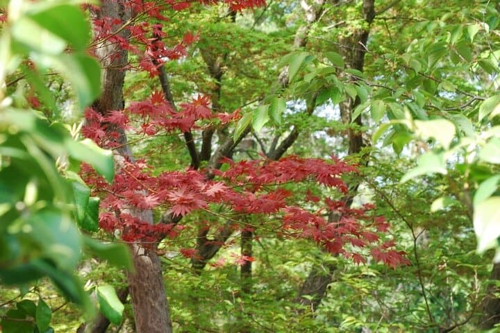 Walking Arashiyama: Bamboo Grove & Tenryu-ji Guided Morning Tour photo 4