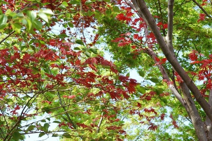 Walking Arashiyama: Bamboo Grove & Tenryu-ji Guided Morning Tour photo 3