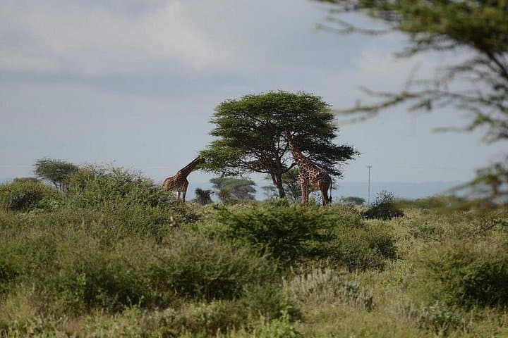 Amboseli Overnight Safari at AA Lodge — 2-Day Game Drives & Kilimanjaro Views photo 4