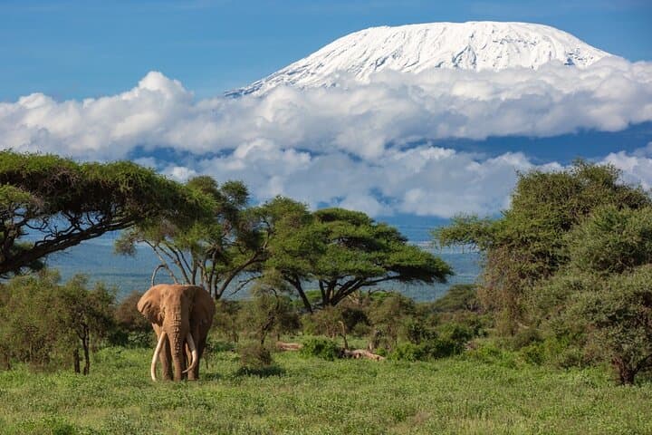 2-Day Amboseli Safari — Elephants, Kilimanjaro & Classic Game Drives photo 3