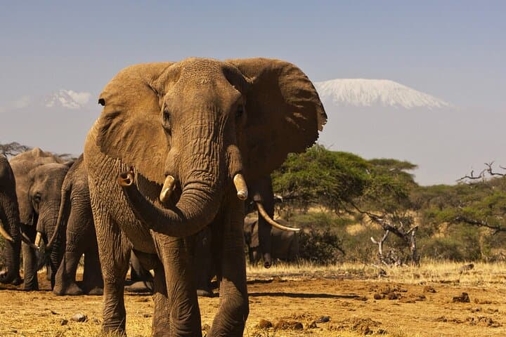 2-Day Amboseli Safari — Elephants, Kilimanjaro & Classic Game Drives photo 6