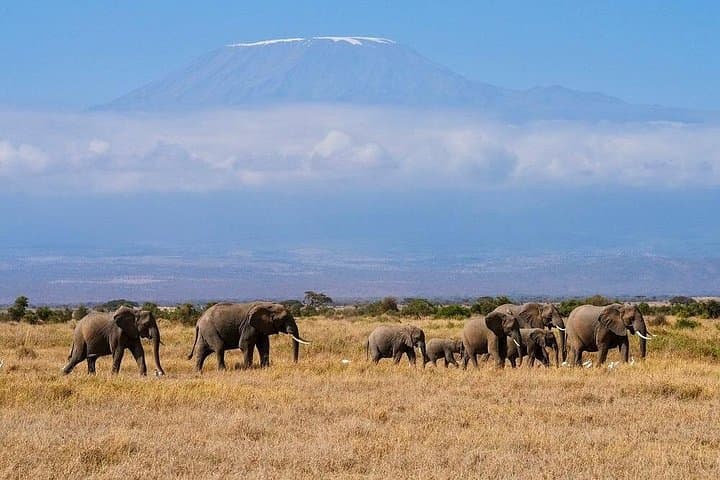 Amboseli Overnight Safari at AA Lodge — 2-Day Game Drives & Kilimanjaro Views photo 1
