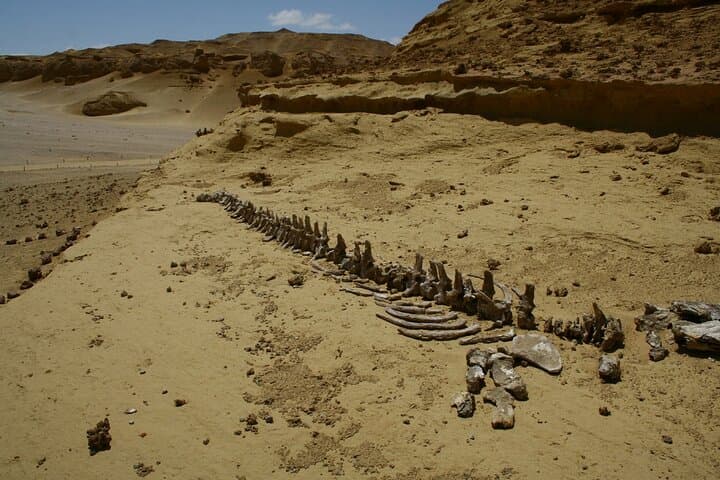 2-Day White Desert & Fayoum Adventure from Cairo photo 2