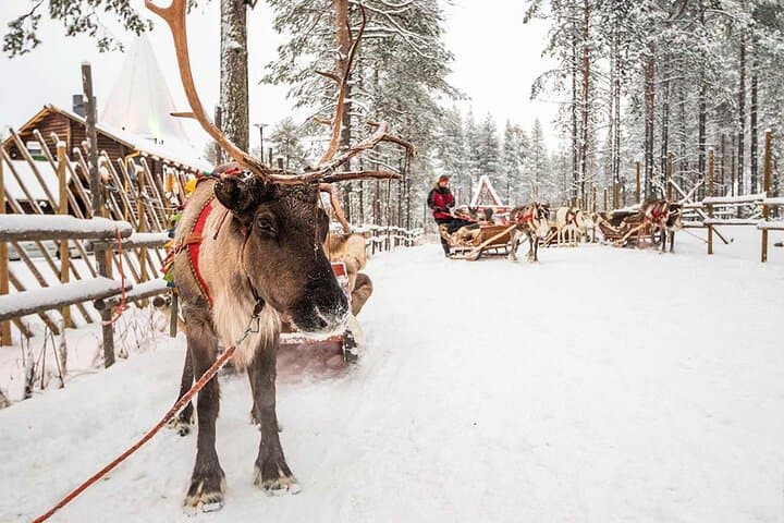 Santa’s Secrets: Guided Santa’s Village & Arctic Circle Day Tour in Rovaniemi photo 5
