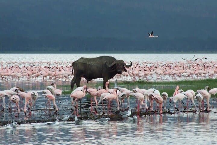 2-Day Lake Elementaita & Soysambu Safari from Nairobi — Flamingos & Game Drives photo 3