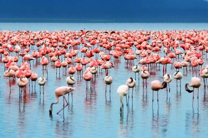 2-Day Lake Elementaita & Soysambu Safari from Nairobi — Flamingos & Game Drives