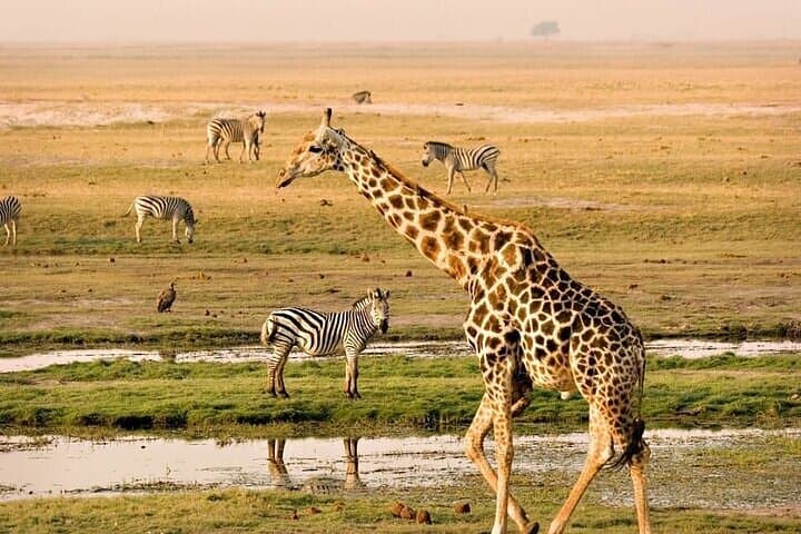 Half-Day Safari in Nairobi National Park: Morning Game Drive Near Nairobi photo 2