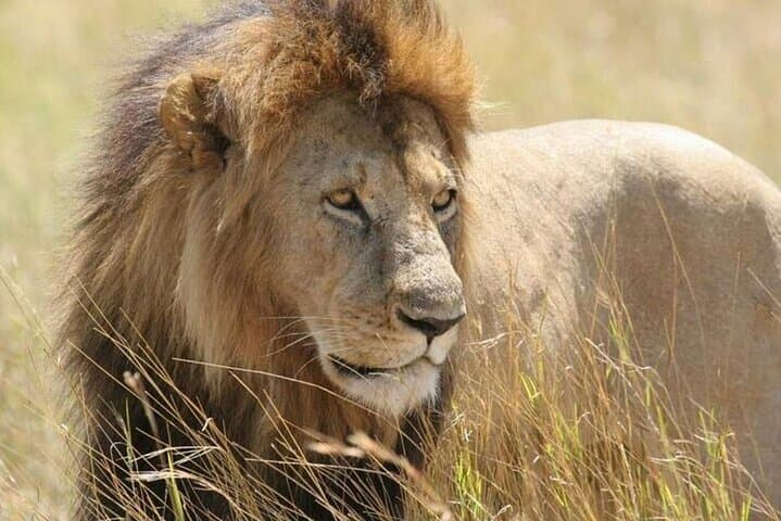 Half-Day Safari in Nairobi National Park: Morning Game Drive Near Nairobi photo 3
