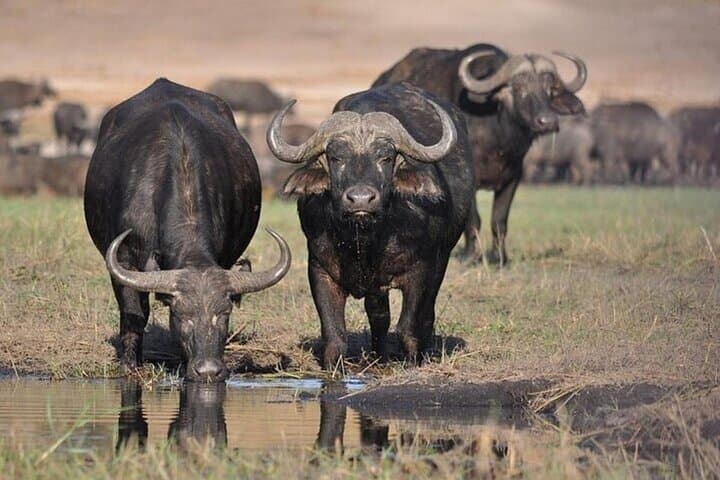 Half-Day Safari in Nairobi National Park: Morning Game Drive Near Nairobi photo 4