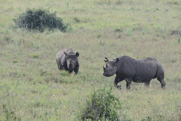 Half-Day Safari in Nairobi National Park: Morning Game Drive Near Nairobi photo 6