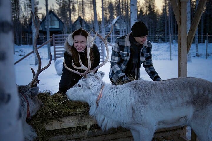 Arctic Forest Hike with Reindeer near Rovaniemi