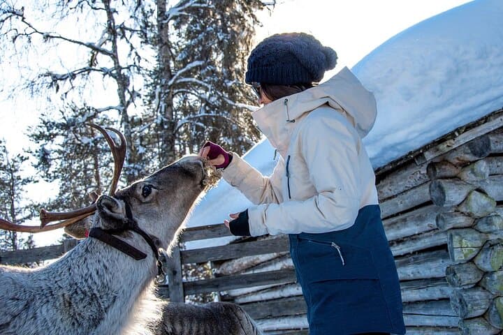 Arctic Forest Hike with Reindeer near Rovaniemi photo 3