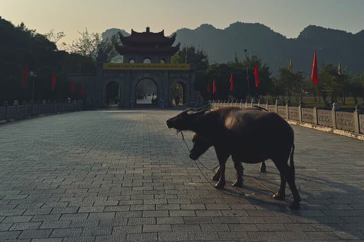 Ninh Binh Day Escape: Mua Cave Viewpoint, Sampan Ride & Village Life