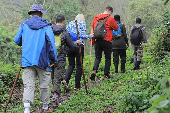 3-Day Gorilla Trekking Tour to Bwindi Forest Uganda — Permits, Lake Bunyonyi & Practical Tips photo 2
