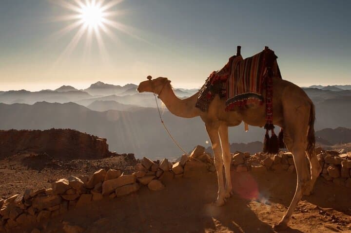 Sharm El Sheikh Desert Safari: Quad and Buggy Sunset Ride with Bedouin Dinner photo 6