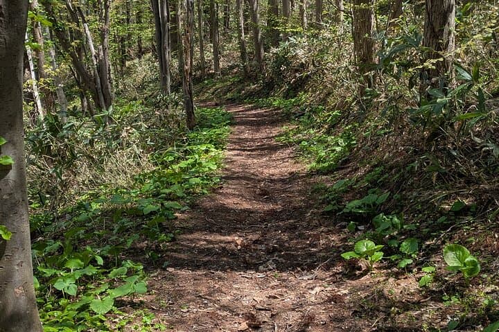 Shioya Maruyama Guided Hike: Ocean Views, Mt. Yotei & Summit Snacks photo 2