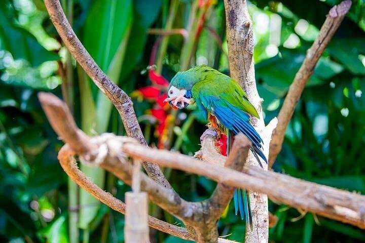 Iguaçu Falls & Parque das Aves: Brazilian Falls Walk and Bird Park Tour photo 4