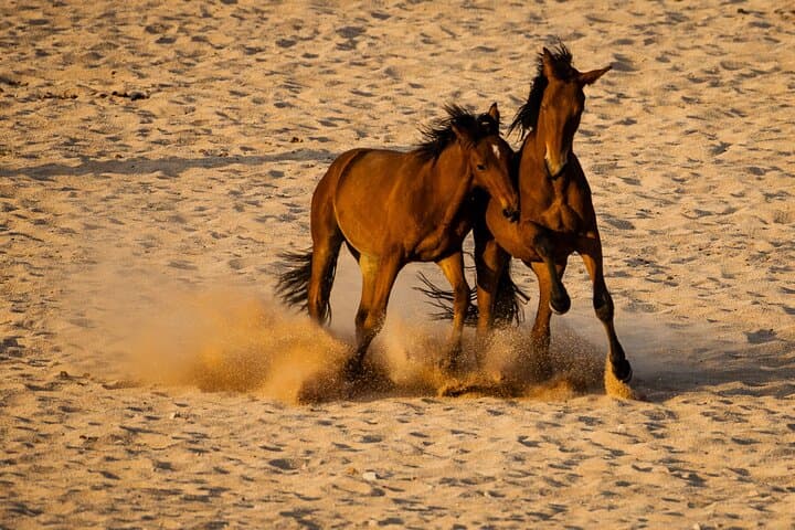 7-Day Mesmerizing South Namibia: Sossusvlei, Fish River & Desert Horses photo 4