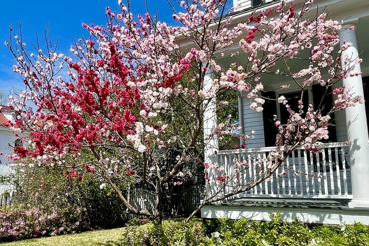 Charleston History Walking Tour — Rainbow Row, Battery & Hidden Alleys photo 3