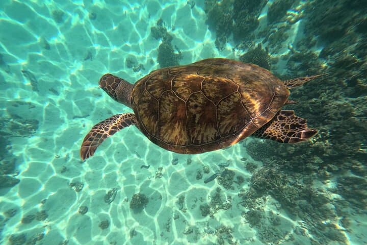 Dimaniyat Islands Snorkeling Day Trip from Muscat — Pristine Reefs & Turtle Encounters photo 6