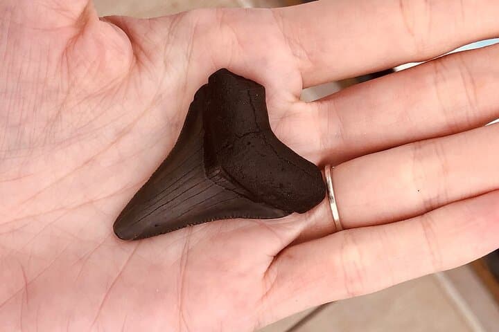 Folly Beach Fossil Hunting: Barrier Island Boat Drop-Off Excursion photo 5